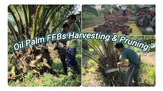 Oil Palm FFBs Harvesting amp Pruning  Cleaning Oil Palm [upl. by Bugbee592]