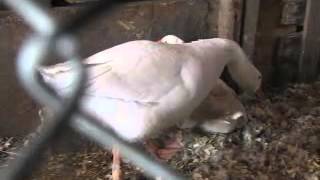 Embden Geese Settig and hatching eggs httpwwwthebackyardchickencoopcom [upl. by Shull113]