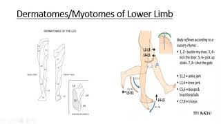 Gross anatomy Lower Limb Dermatomes amp Myotomes of Lower Limb [upl. by Lisabeth897]