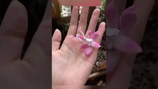 Is It a Flower or a Mantis 🌸🦗 funnyshorts insects mantis orchidmantis insectslovers unique [upl. by Tohcnarf796]