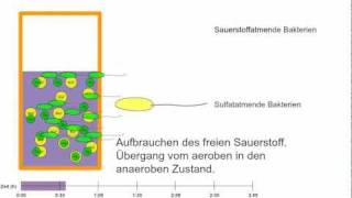 Wie entsteht Geruch Schwefelwasserstoff im Kanal [upl. by Nyloj]