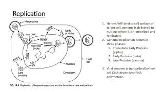 The Human Herpes Viruses [upl. by Sivram]