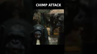 Terrifying Chimp Attack  SHORTS  Nature Bites [upl. by Retxab]