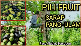 SIMPLE LIFE  Life in The Philippines  Pili Nut Tree  Pili Nut  Buhay Probinsya  EPISODE 8 [upl. by Gardas563]