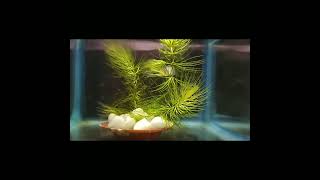 CeratophyllumHornwort aquatic plant for planted aquarium 🪴 [upl. by Billat823]