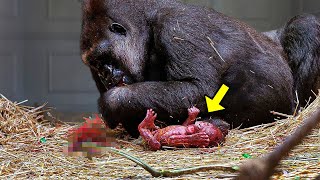 Zookeepers Filmed Gorilla Giving Birth They All Screamed When They Saw THIS [upl. by Trici]