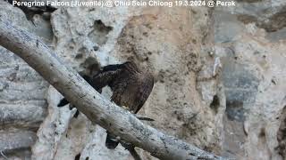 Peregrine Falcon Falco peregrinus ernesti  Juvenile  Chiu S C DSCN4776 [upl. by Rossner528]