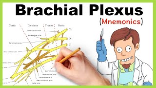 Brachial plexus Mnemonics [upl. by Ahsiret]