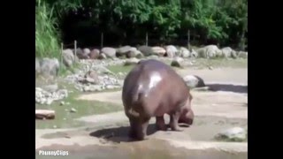 ANIMAL FARTS  Worlds Biggest Fart  The Farting Hippo [upl. by Longmire]