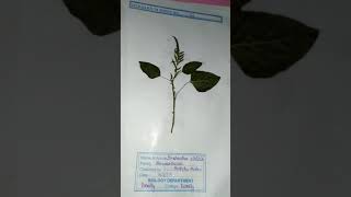 Herbarium file bsc 2nd year botany [upl. by Yeslah]