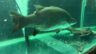 Pet barramundi feeding [upl. by Dolphin]