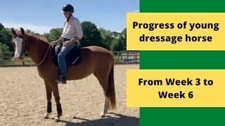 What a difference Week 3 to Week 6 of dressage horse in for starting  Live CheckIn [upl. by Krispin]