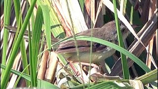 20240908  關渡自然公園  褐頭鷦鶯 Prinia inornata [upl. by Drona]