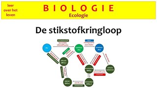 Biologie  Ecologie  De stikstofkringloop [upl. by Enner]