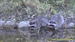 Baby Raccoons Washing Their Hands [upl. by Andrews]