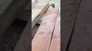 Quarter sawn West Indian mahogany 🌲 woodmizer sawmill🪚🪵 [upl. by Cockburn]