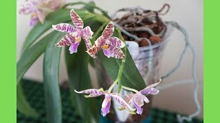 Phalaenopsis hieroglyphica Outperforms Itself Again  Semi Hydro  Species  Orchid Care Tips [upl. by Htebasile]