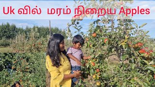 Uk வில் மரம் நிறைய Apples Apples picking 🍎 😋 [upl. by Coke]