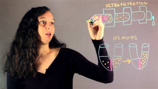 Explain the Difference Between Ultrafiltration amp Osmosis  Chemistry Rundown [upl. by Cleon]