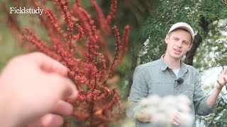 Summer Hedgerow Foraging 🌱  UK Edible and Medicinal Plants [upl. by Elysha]