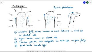 A2 Biology  Tropisms OCR A Chapter 164 [upl. by Elyn306]