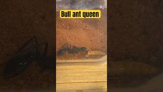 Huge bull ant queen Myrmecia tarsata shorts ants [upl. by Enecnarf860]