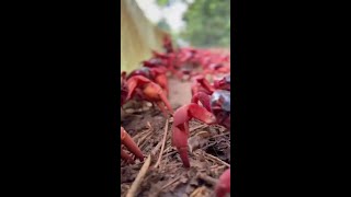 Photographer creates quotcrabsafequot car to get around Christmas Island during crab migration [upl. by Jordain]