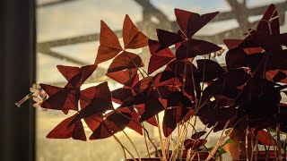 Oxalis triangularis timelapse [upl. by Tap]