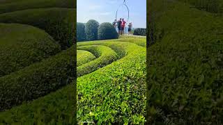 Франція Нормандія Les Jardins d’Etretat france nature paysage life live jardin [upl. by Sinnej]