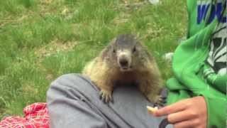 Awesome tamed marmot [upl. by Baumbaugh223]