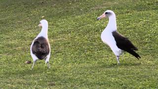 Laysan Albatross courtship in Princeville Kauai Hawaii [upl. by Shwalb]