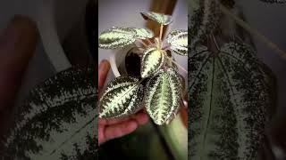 Begonia marmorata sanderiana plants garden greennaturehousplants [upl. by Riordan]