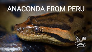 Green anaconda from the Amazon rainforest in Peru [upl. by Ettenom210]