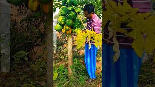 fruitharvesting aruvadai gardening multileyarfarming vivasayam fivelayerfarming [upl. by Anitsej591]