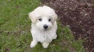 The Cutest 8 weeks old Maltipoo Leash Training in 4 days  Toy Poodle amp Maltese Puppy [upl. by Ahsiya]