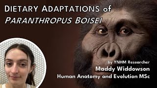 Dietary Adaptations of Paranthropus boisei  Maddy Widdowson Anning Lectures [upl. by Rrats769]