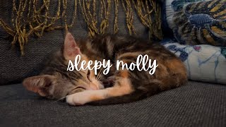 hello this is sleepy molly 💤 [upl. by Dionne]