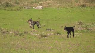 Galgos y Liebres 2024 [upl. by Diahann]