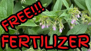 Grow your own Fertilizer Comfrey Tea [upl. by Hgielrahc758]