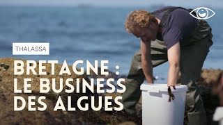 Le business des algues en Bretagne  Thalassa [upl. by Lyndell262]