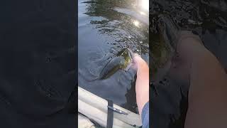 Awesome Fall Top Water Fishing fishing kayakbassfishing bassfishing [upl. by Ashia391]