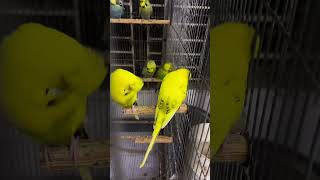 Exhibition budgies parrot budgigharbeeding [upl. by Esekram]