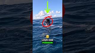 Je demande la VAR chassesousmarine fishing oceanfishing shortswithzita YouTubeCreatorCommunity [upl. by Idham]