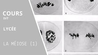 C1 La méiose1 [upl. by Wagoner]