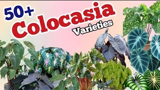 50 Colocasia varieties  colocasia Identification Pinkish Paradise [upl. by Debarath710]