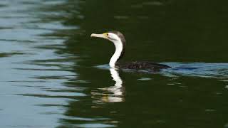 Australian Pied Cormorant Swimming amp Flying [upl. by Noiramed]