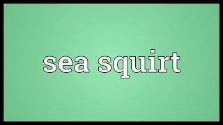 Sea squirt Meaning [upl. by Laurene]