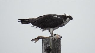 Le repas du balbuzard pêcheur  Nikon Coolpix P900 Zoom [upl. by Nobie]