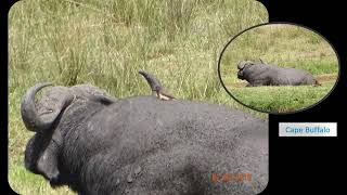 Wildlife at Keekorok resort Kenya [upl. by Chiang838]