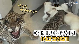 먹이 때문에 서열1위 강아지를 공격한 아기 재규어 아기 재규어와 강아지 모아보기🐶🐆  마지막화까지 풀버전  KBS 주주클럽 2003 방송 [upl. by Eleph]